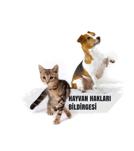 hayvan-hakları