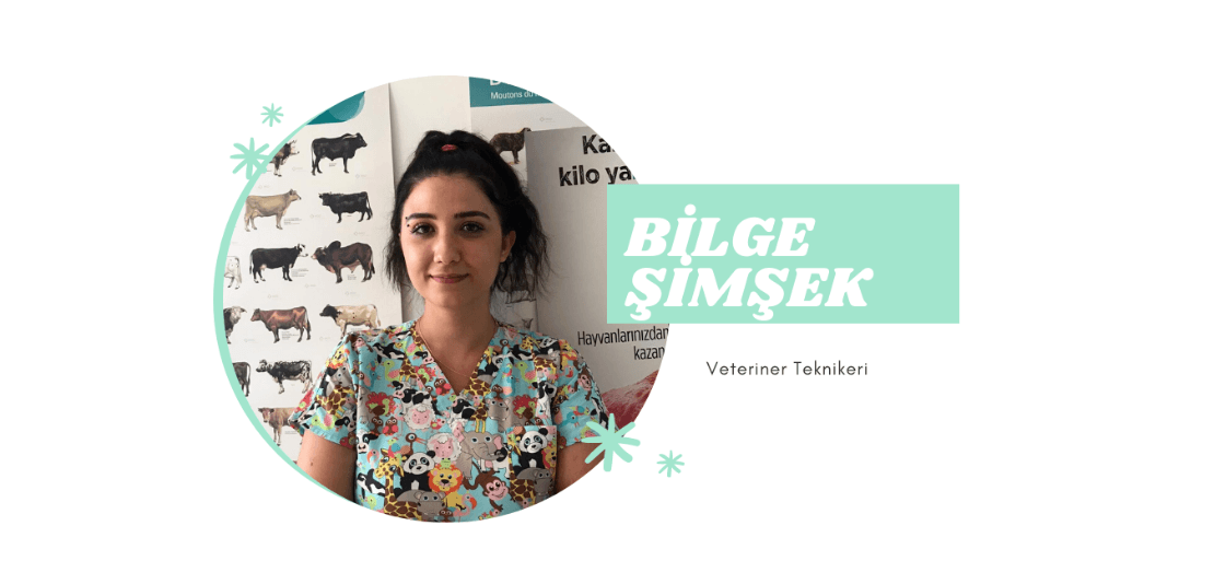 Mint and White Resume CV Website BİLGE