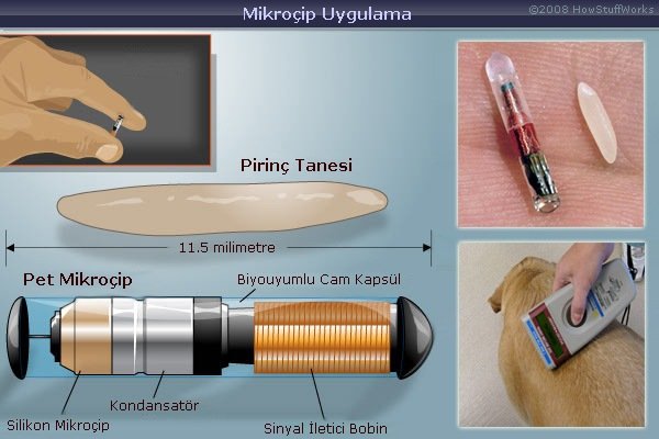 pet-mikrocip-nedir