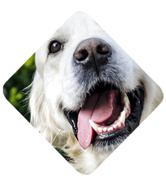 ağız-ve-diş-bakımı