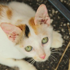 Köyceğiz Veteriner Kliniği