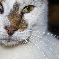 Köyceğiz Veteriner Kliniği