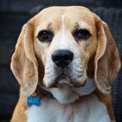 Köyceğiz Veteriner Kliniği