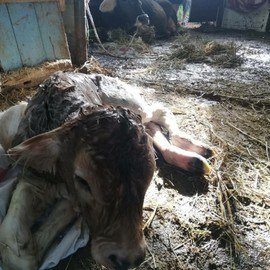 Köyceğiz Veteriner Kliniği