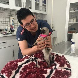 Köyceğiz Veteriner Kliniği