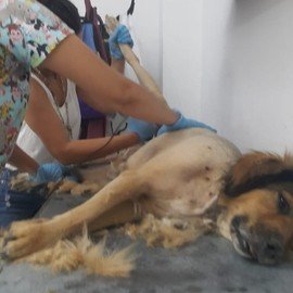 Köyceğiz Veteriner Kliniği