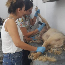 Köyceğiz Veteriner Kliniği