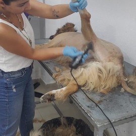 Köyceğiz Veteriner Kliniği