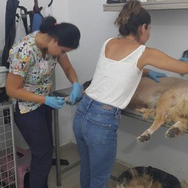 Köyceğiz Veteriner Kliniği