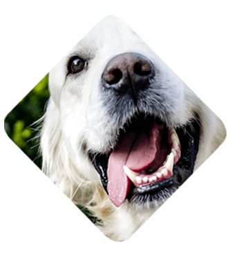 ağız-ve-diş-bakımı