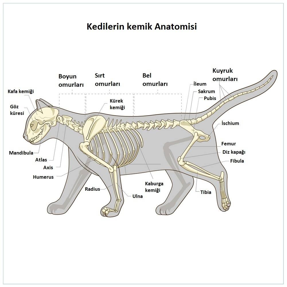 kedi-iskeleti-anatomisi