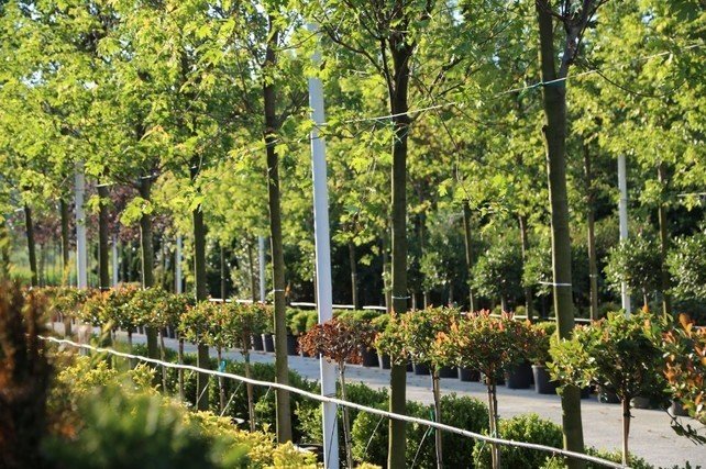 Ankara Peyzaj ve Seracılık