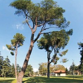 Yağmur Peyzaj