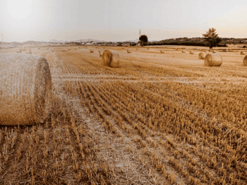 Mauris scelerisque dolor