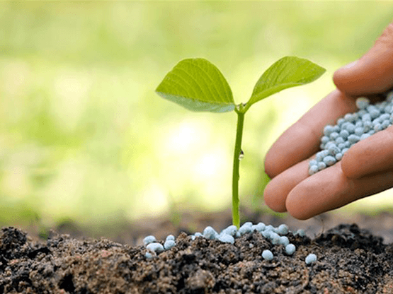 Fertilization Information