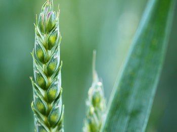 Tarımda Hasat Dönemi Başladı