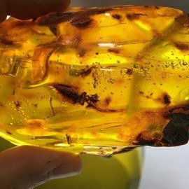 Fosilli Damla Kehribar