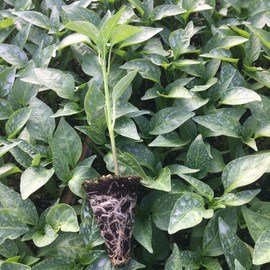 151477367_10159039152074921_6562550628108973336_n