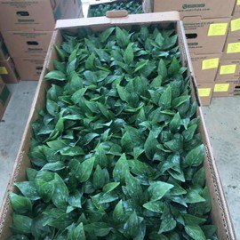 170005072_10159143367469921_6456735680366174223_n