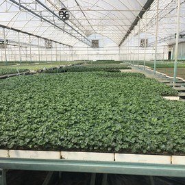 176052412_10159179519224921_3427073742520008579_n