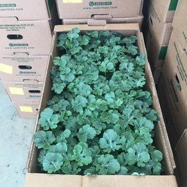 176691635_10159179519679921_2820910784451197948_n