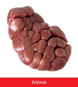 böbrek