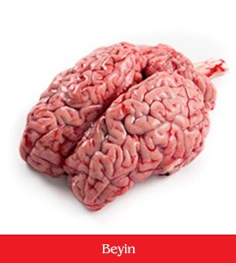 beyin