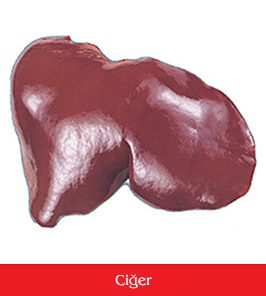 ciğer