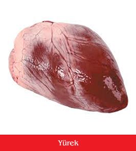 yürek
