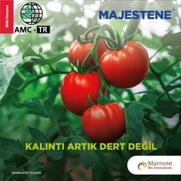 MAJESTENE