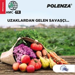 POLENZA