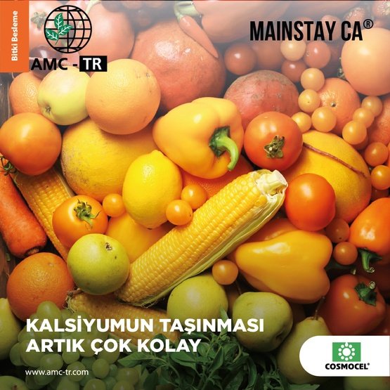 MAINSTAY Ca %25