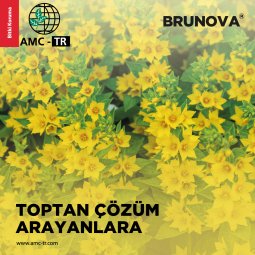 BRUNOVA