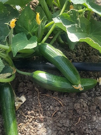 Amc-Tr-Tarım-Tohumlar-Fenomen-(Hıyar)