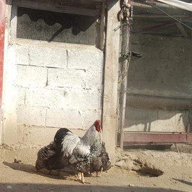 Hüdai Ali DEMİR