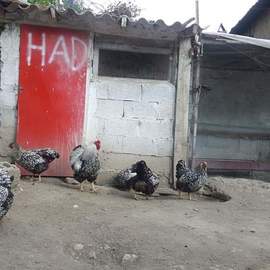 Hüdai Ali DEMİR
