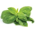 basil