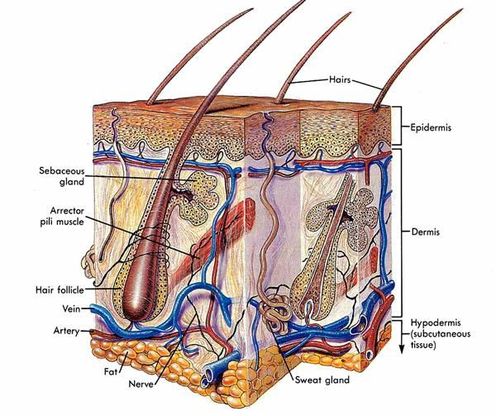 Cilt Hastalıkları | DK Klinik | Antalya