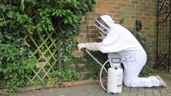 Bebek Böcek İlaçlama - Alo Böcek İlaçlama Şirketi