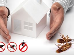 Tarlabaşı Böcek İlaçlama - Alo Böcek İlaçlama 0510 220 92 69