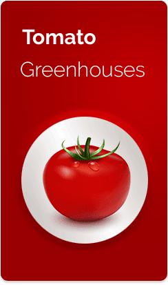 tomato-Greenhouses