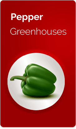 Pepper-Greenhouses