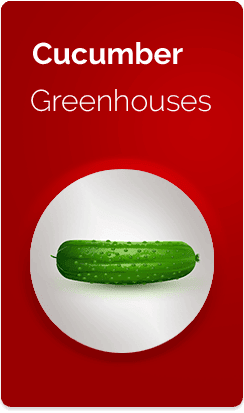 cucumber-Greenhouses