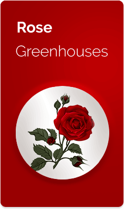 Rose-Greenhouses