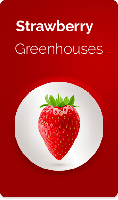 Strawberry-Greenhouses