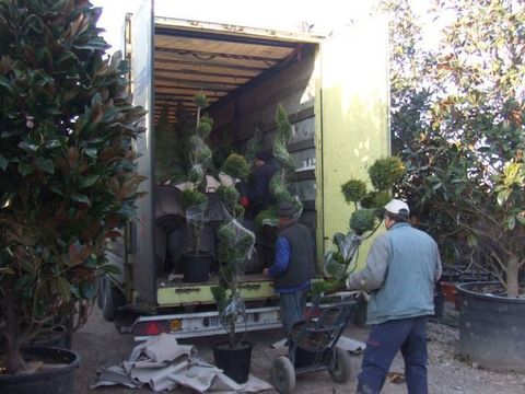 BİTKİ İTHALAT VE İHRACATI