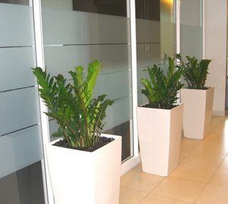 ofis ic mekan bitki uygulamalari