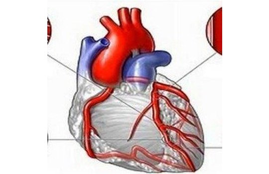 YAYGIN (DİFFÜZ) KORONER ARTER HASTALIĞINDA KORONER BYPASS