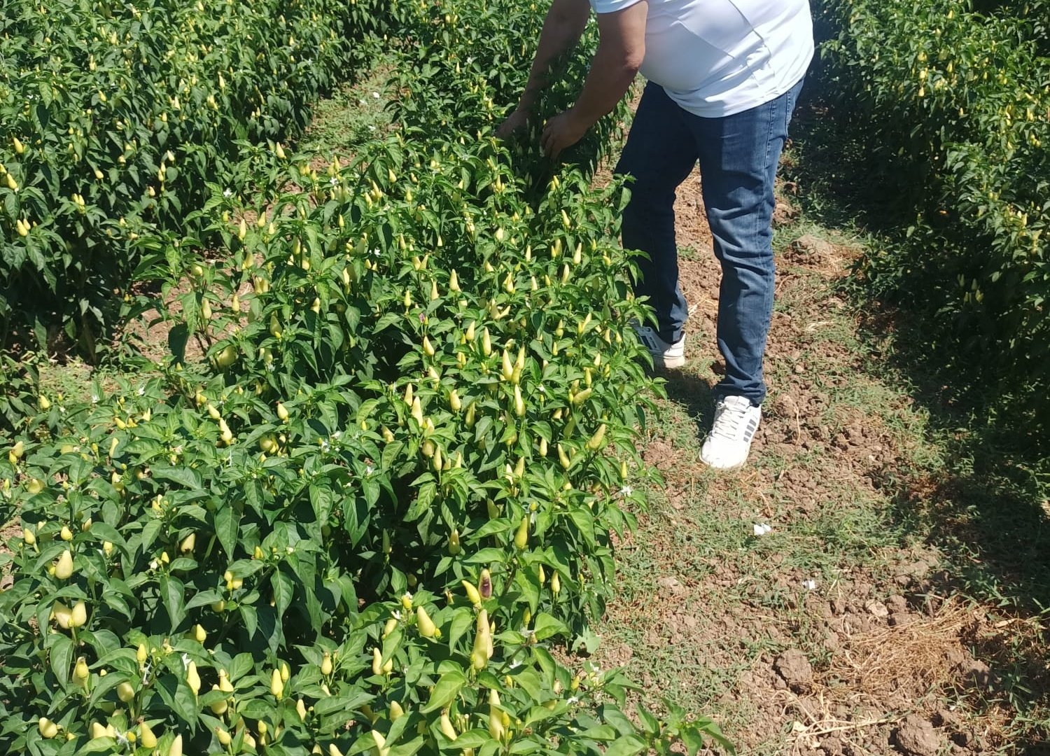 Çiçeklenme ve tutumda BİOR GÜBRE farkı, bior gübre bitkinin gelişimine katkı sağladığı gibi, verimi de arttırır.