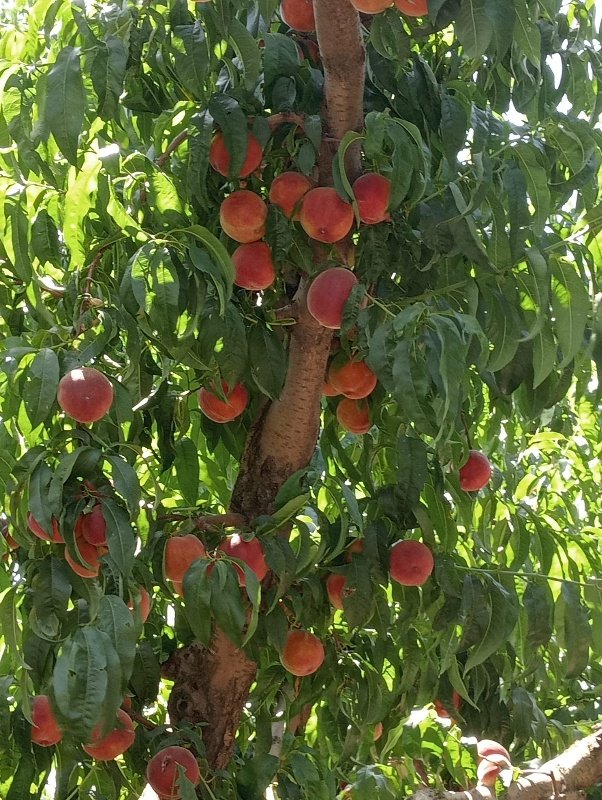 Bior gübre kullanımı sonucu Lapeski / Umurbey de bulunan çiftçimizin şeftali ağaçlarındaki sonuçları